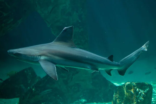 Zblízka Žraloka Mělčině Mořské Ryby — Stock fotografie