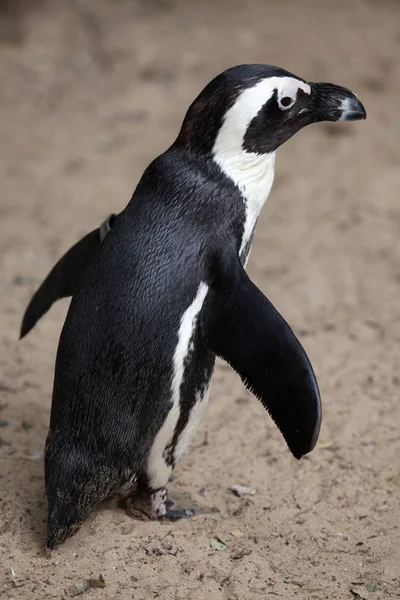 Primer Plano Del Pingüino Africano Parado Arena — Foto de Stock