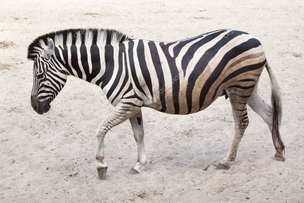 Close up of chapmans zebra standing in sand