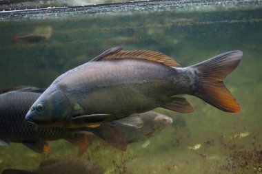 Ayna carps (Cyprinus carpio carpio) yüzme su altında