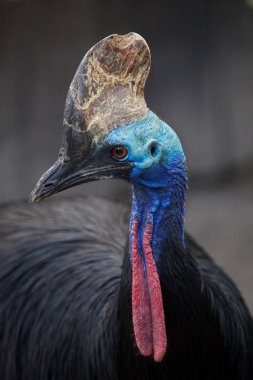 Güney cassowary (Casuarius casuarius) olarak da bilinen çift wattled görünümünü cassowary