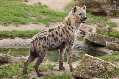 Spotted hyena (Crocuta crocuta), also known as laughing hyena standing near water clipart