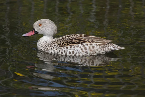 Cape Teal Anas Capensis Swimming Pond — Stock Photo, Image