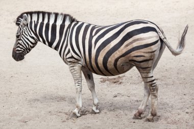 Tam uzunlukta Chapman'ın zebra (Equus quagga chapmani görünümünü)