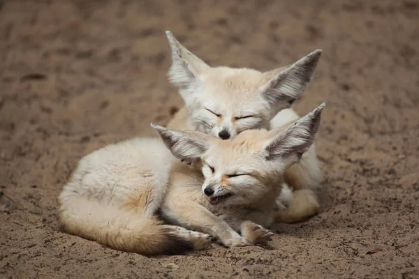 Fennec Foxes Vulpes Zerda Sleeping Together Sand — Stock Photo, Image
