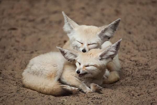 Fennec foxes (Vulpes zerda) sleeping together on sand 