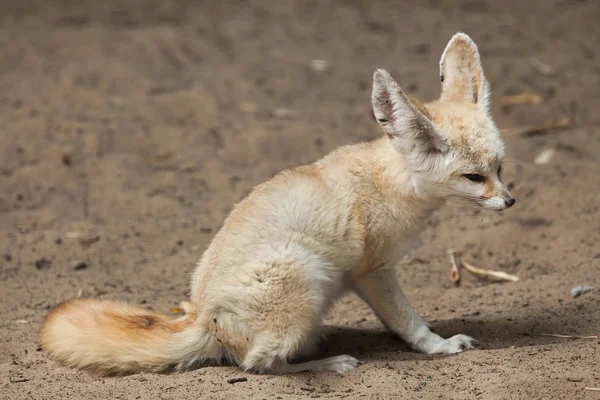 Fennec Räv Vulpes Zerda Sitter Sand — Stockfoto