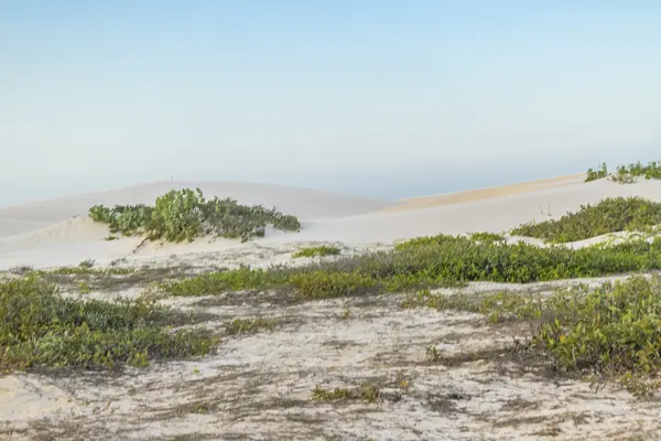 杰里科科拉国家公园的沙丘 — 图库照片