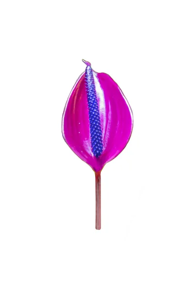 Пурпурная оркия — стоковое фото