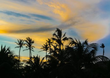 Palmiye ağaçları ve günbatımı gökyüzü Jericoacoara Brezilya