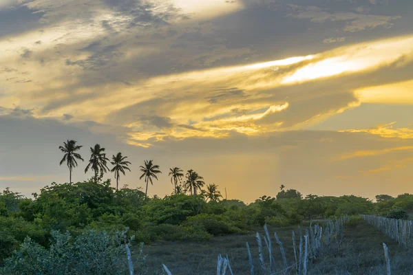 棕榈树和落日的天空里约热内卢巴西 — 图库照片
