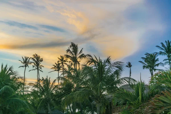 Palmbomen en avondrood Jericoacoara, Brazilië — Stockfoto