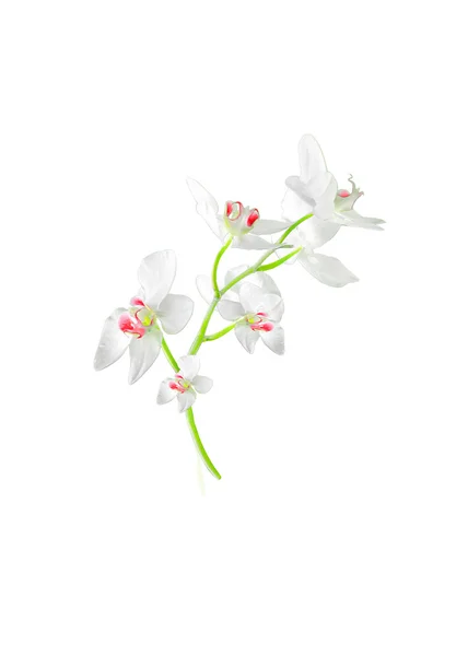 İzole Orquideas çiçeği — Stok fotoğraf