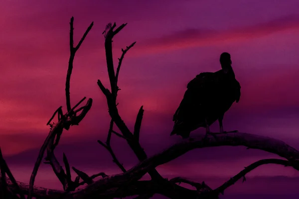 Vulture au sommet de l'arbre — Photo