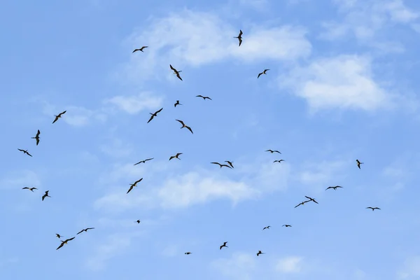 Oiseaux volant au ciel bleu Santa Elena Équateur — Photo