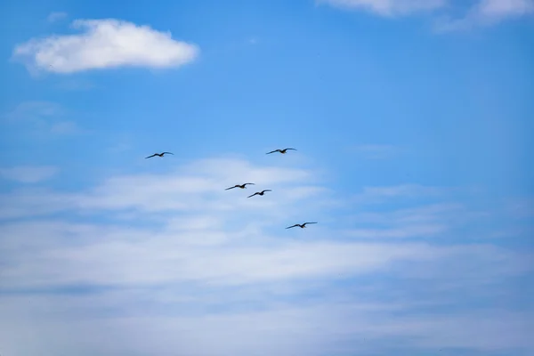 Ptaki latające w Blue Sky Santa Elena Ecuador — Zdjęcie stockowe