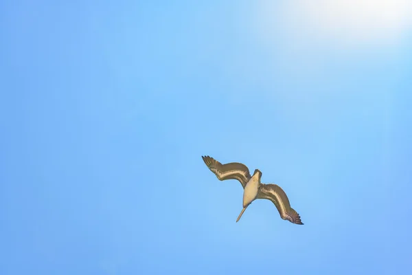 Pélican volant au ciel bleu Santa Elena Équateur — Photo