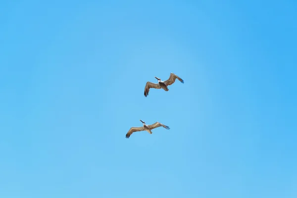 Pelicans Flying at Blue Sky Santa Elena Ecuador — ストック写真