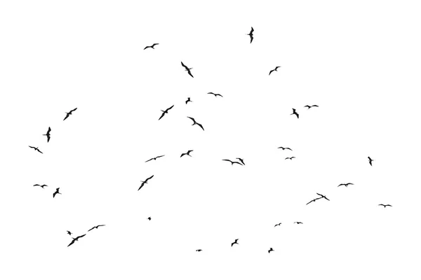Grupo de Aves Silhuetas Voando Isoladas — Fotografia de Stock