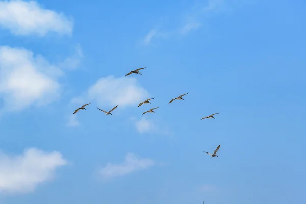 Fåglar som flyger på Blue Sky Santa Elena Ecuador — Stockfoto