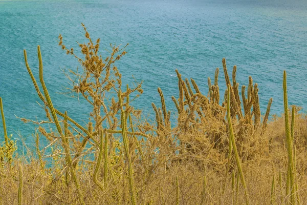 Cactus at high against sea background — Stock Photo, Image