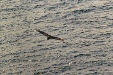 Deniz arka plan Santa Elena Ecuador karşı uçan kartal