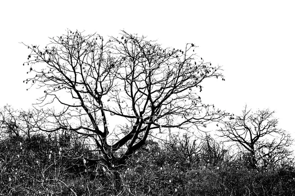 Drzewa i rośliny Silhoutte izolowane na białym — Zdjęcie stockowe