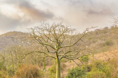 Çayır Santa Elena Ecuador, egzotik ağaç