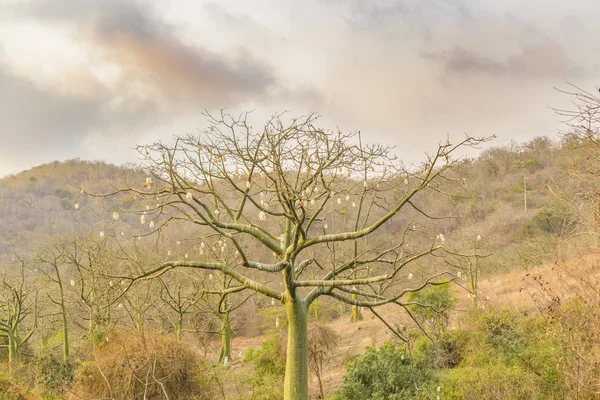 Árbol exótico en el prado Santa Elena Ecuador — Foto de Stock