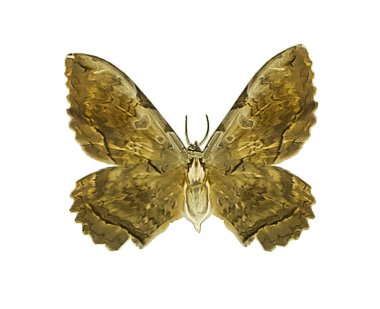 İzole kahverengi güve