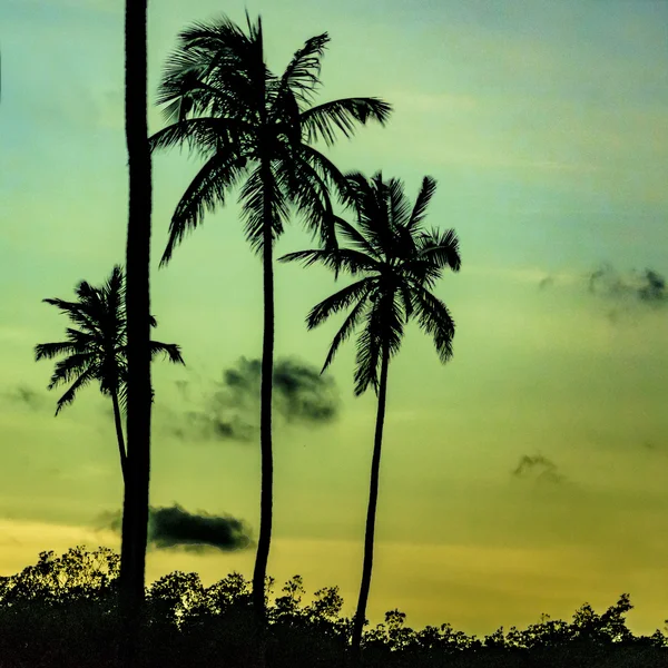 Tropische zonsondergang scène Portho Gallinhas Brazilië — Stockfoto