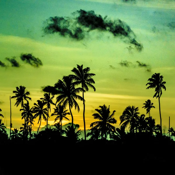 Escena del atardecer tropical Portho Gallinhas Brasil —  Fotos de Stock