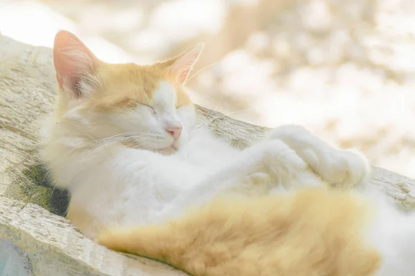 Cat Sleeping at Garden — Stock Photo, Image