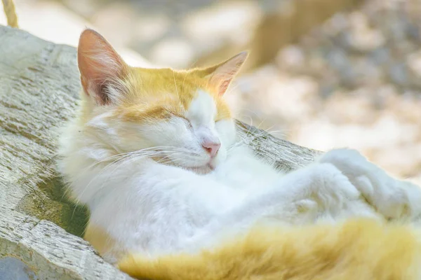 Кота, спящего в саду — стоковое фото