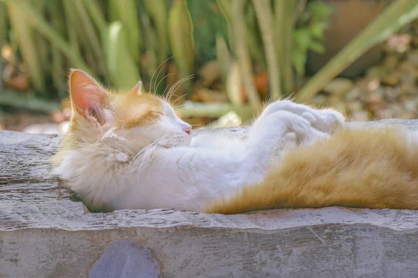 Kot śpi w ogrodzie — Zdjęcie stockowe