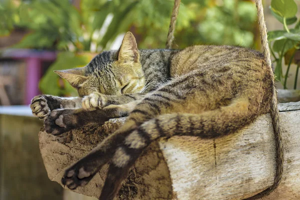 Cat Sleeping at Garden — Stock Photo, Image