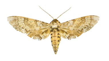 Üstten Görünüm böcek izole