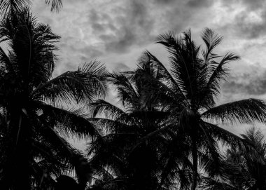 Tropikal günbatımı sahne Portho Gallinhas Brezilya