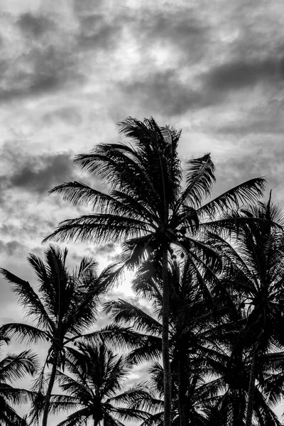 热带日落场景加林加拉斯巴西 — 图库照片