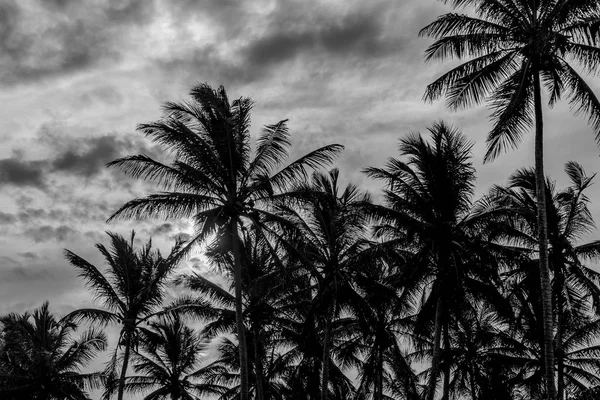 Tropische zonsondergang scène Portho Gallinhas Brazilië — Stockfoto