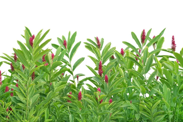 Tropische planten en bloemen geïsoleerd — Stockfoto