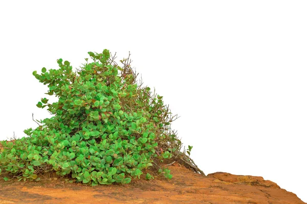 Planta aislada sobre el suelo — Foto de Stock