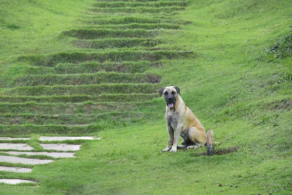 Hund beobachtet Kamera im Gras — Stockfoto