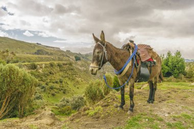 Packed Mule Resting Latacunga Ecuador clipart