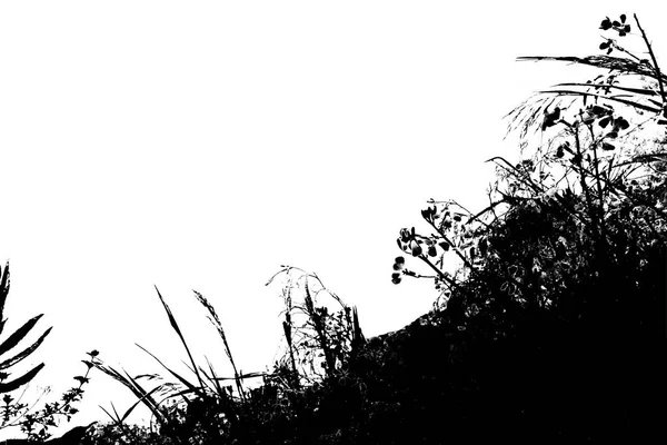 Yapraklı bitki örtüsü arka plan izole