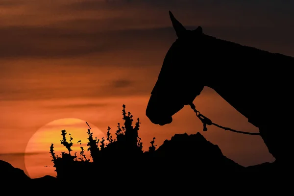 馬のシルエット イラストが夕日のシーン — ストック写真