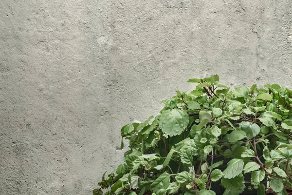 Piante verdi contro muro di cemento — Foto Stock