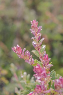 bitki ve yapraklar Arkaplan