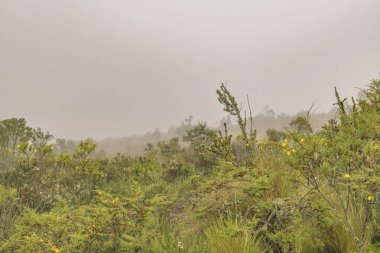 bitki ve yapraklar Arkaplan