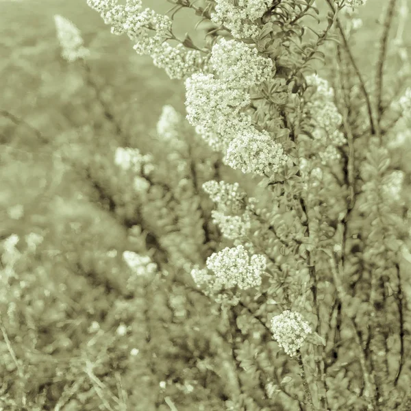 Växter och blad Bakgrund — Stockfoto